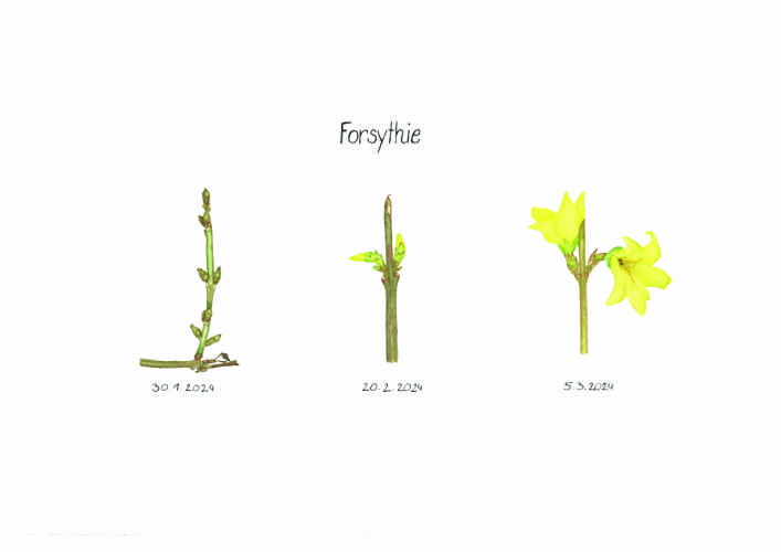 Botanische Zeichnung einer aufblühenden Forsythie in unterschiedlichen Stadien im Zeitraum 30.1.2024 bis 5.3.2024 in Aquarell