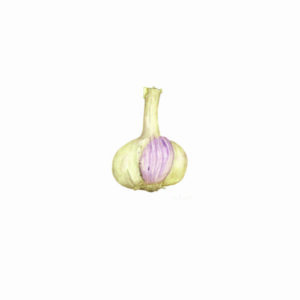 Knoblauch Botanische Zeichnung einer Knoblauchknolle in Aquarell
