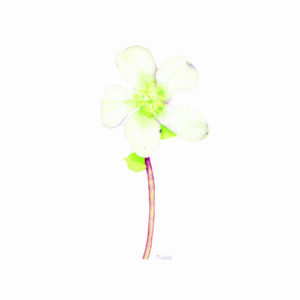 Schneerose Botanische Zeichnung einer blühenden Schneerose in Aquarell