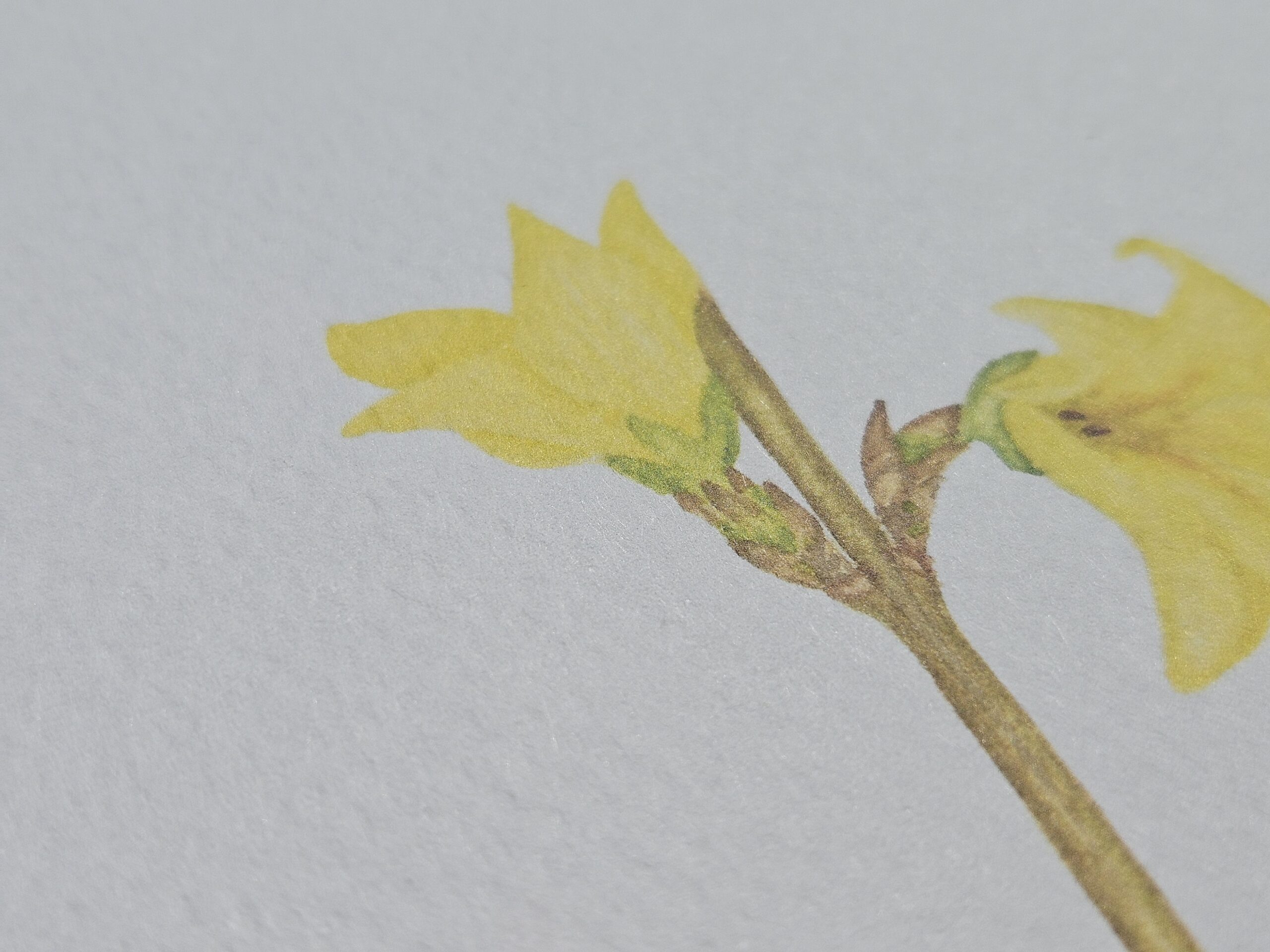 Detailaufnahme botanische Illustration einer Forsythie, Druck auf strukturiertem Papier