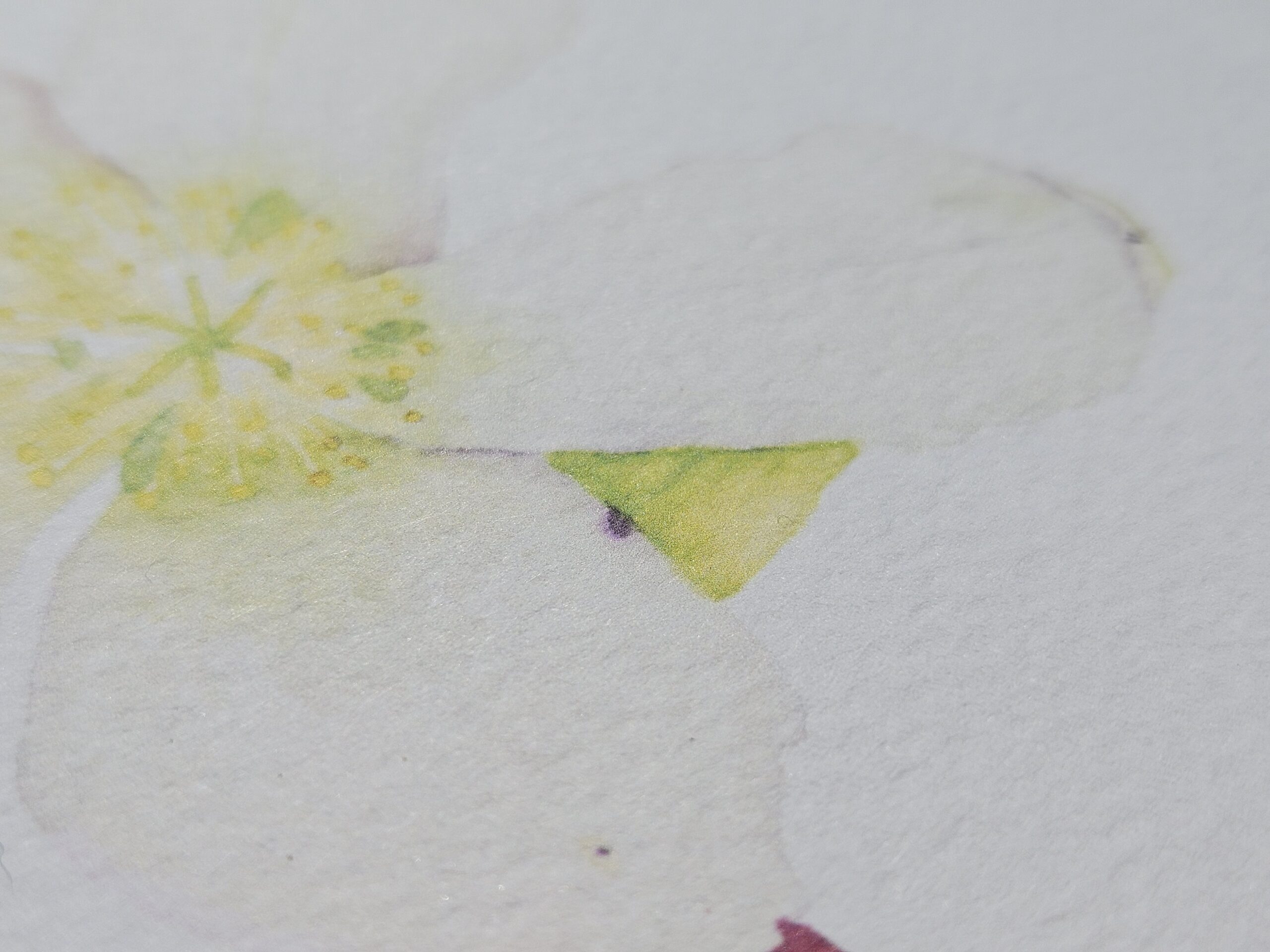 Detailaufnahme botanische Illustration einer Schneerose, Druck auf strukturiertem Papier