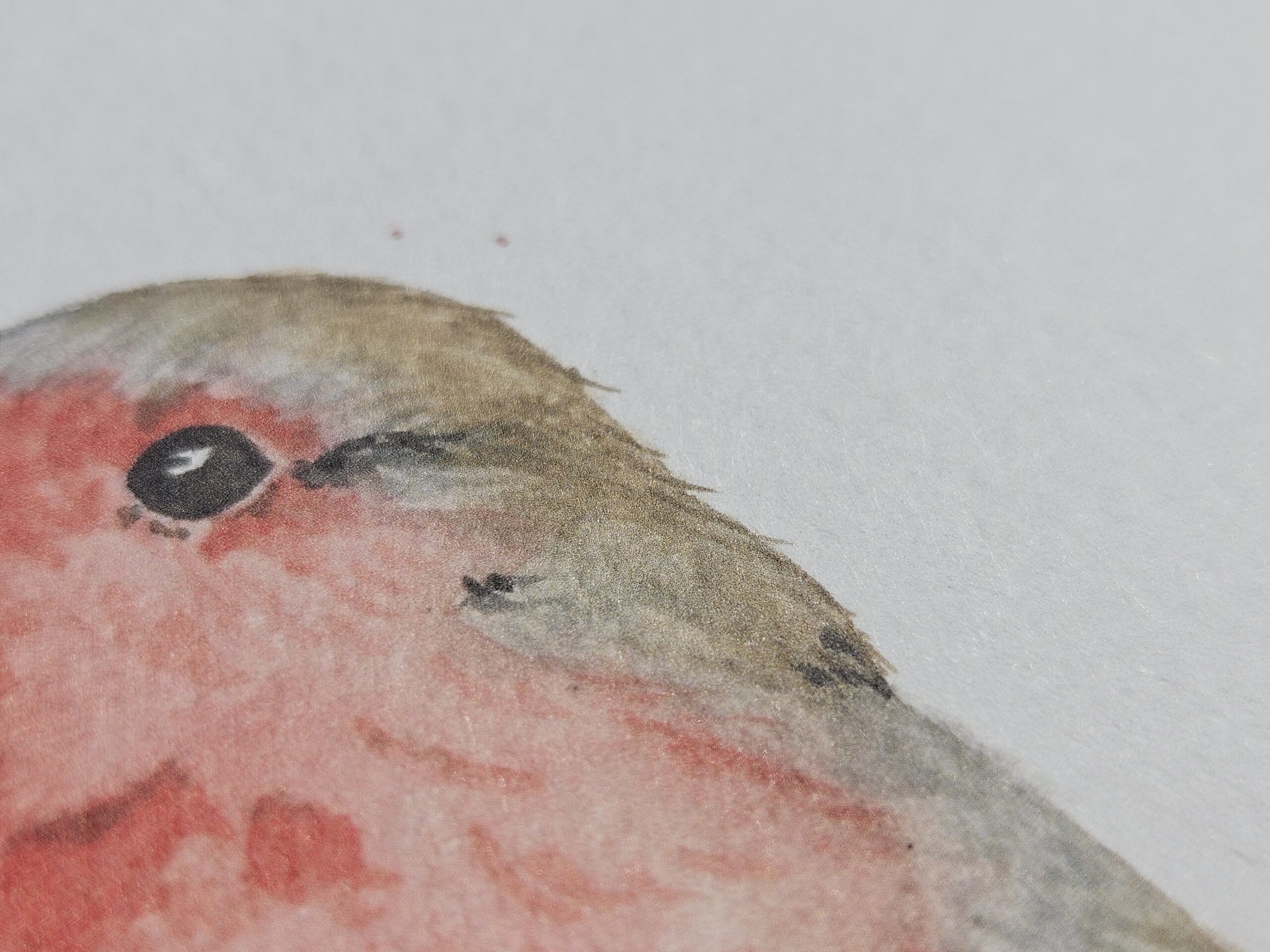 Detailaufnahme Illustration eines Rotkehlchens, Druck auf strukturiertem Papier