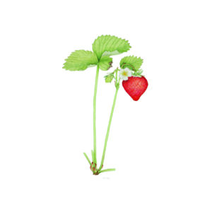 Erdbeere Botanische Zeichnung einer Erdbeer Pflanze mit Blüte und Frucht in Aquarell