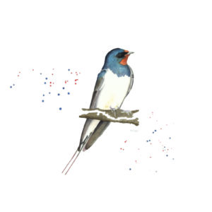 Schwalbe Rauchschwalbe in Aquarell gemalt mit dekorativen Farbspritzern in Dunkelblau und Orange